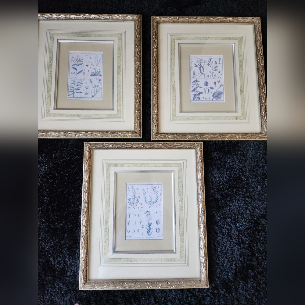 3 vintage Botanical framed prints